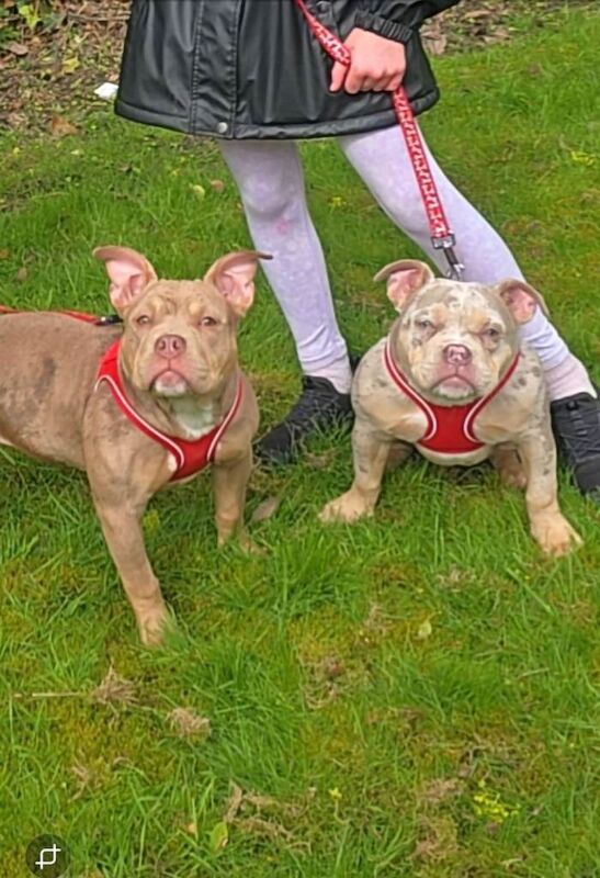 American bully - Image 4 of 4