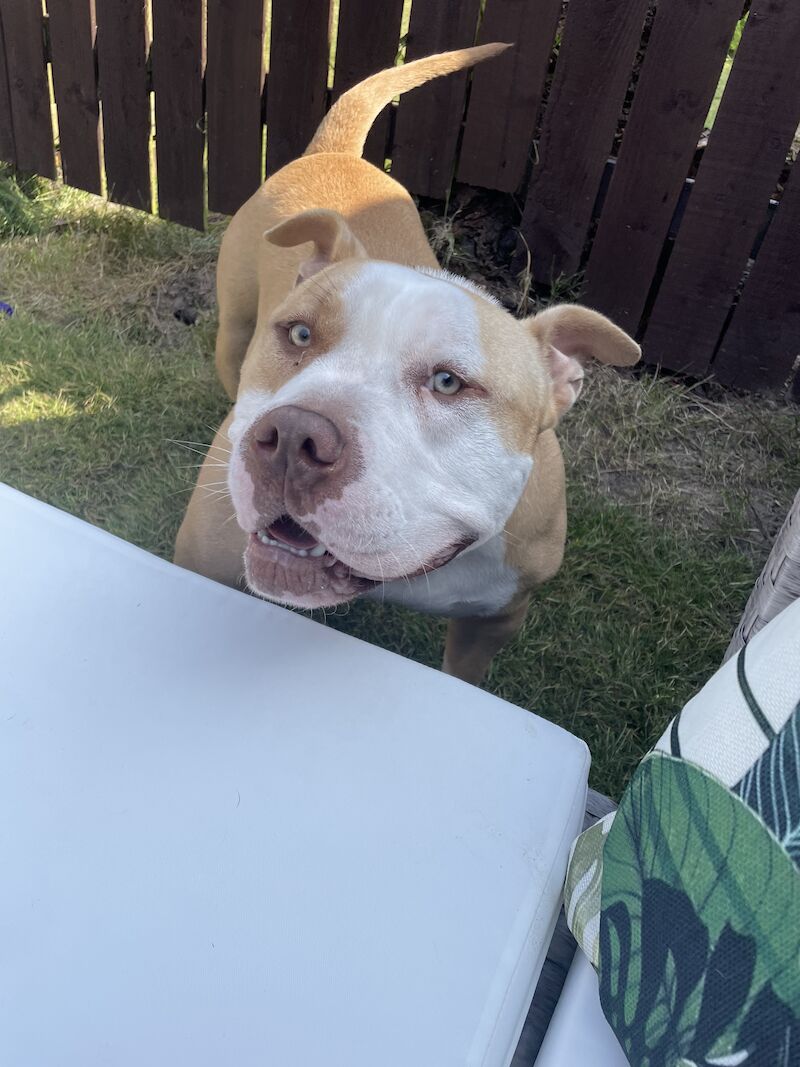 Kennel Club Registered American Bully Puppies For Sale