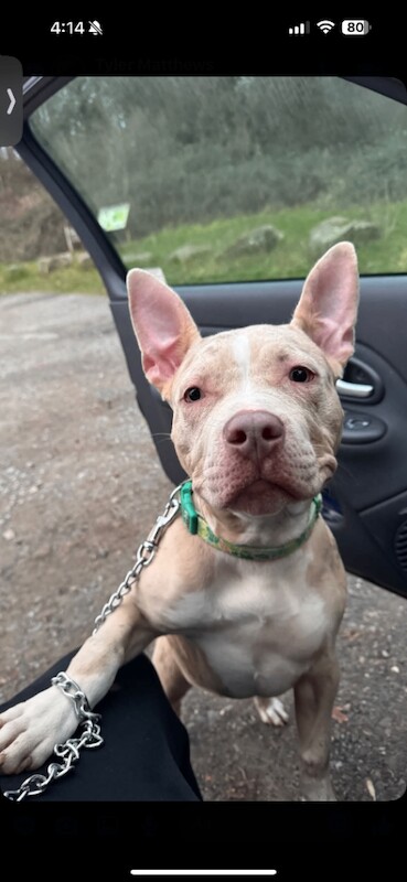 American Bulldog puppies for sale in Weston-super-Mare, Somerset – 7 months old