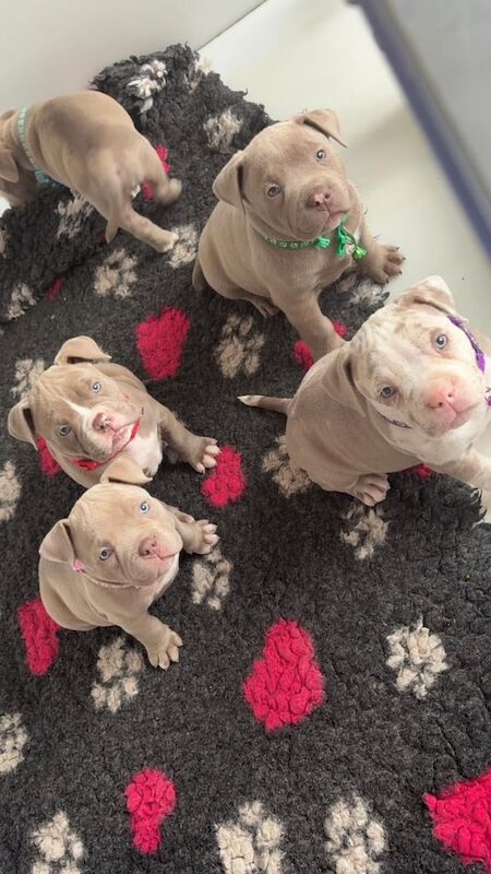 American Bulldog puppies for sale in Melton Mowbray, Leicestershire – 7 weeks old