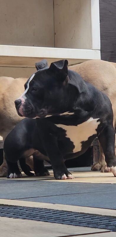 American Bully Puppies For Sale