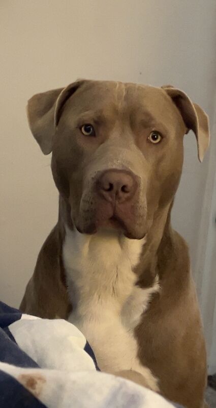 American bully great bloodline
