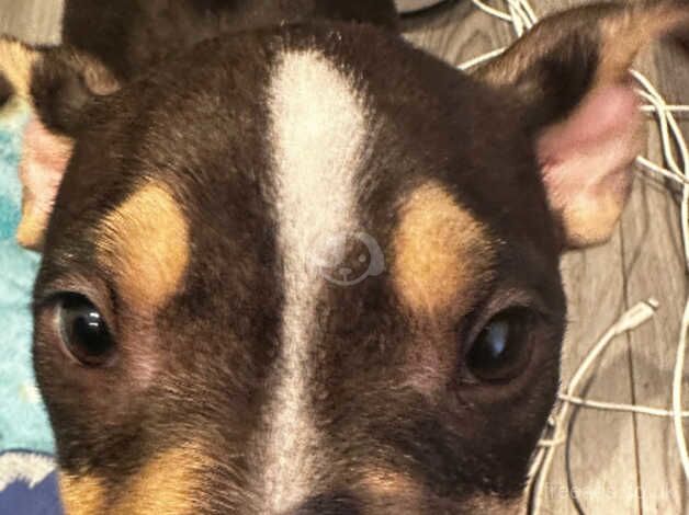 American Bulldog puppies for sale in Liverpool, Merseyside – 1 year old - Image 2 of 4