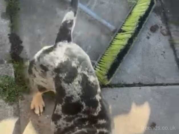 American Bulldog puppies for sale in Liverpool, Merseyside – 1 year old - Image 3 of 4