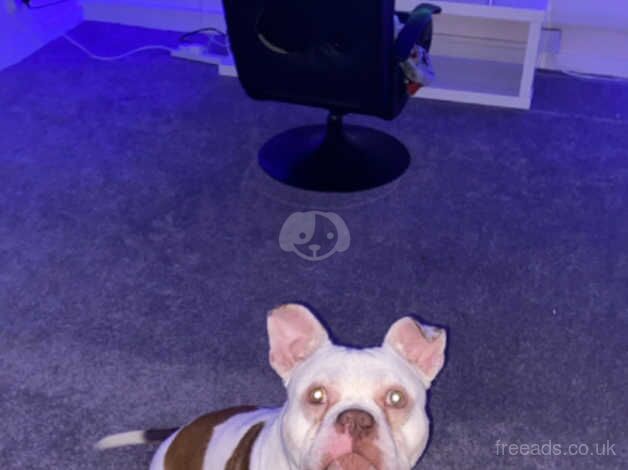 American Bulldog puppies for sale in Motherwell, North Lanarkshire – 1 year old - Image 1 of 3