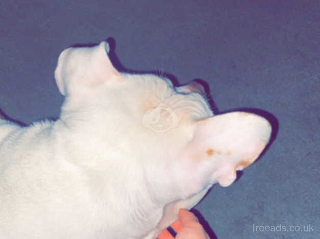 American Bulldog puppies for sale in Motherwell, North Lanarkshire – 1 year old - Image 2 of 3