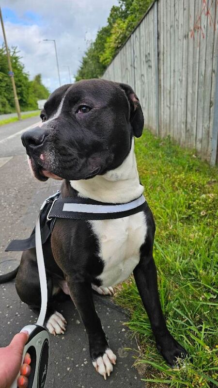 American Bully Looking for a Loving Home