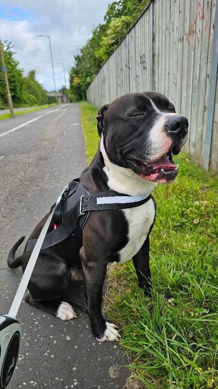 American Bully Looking for a Loving Home - Image 2 of 3