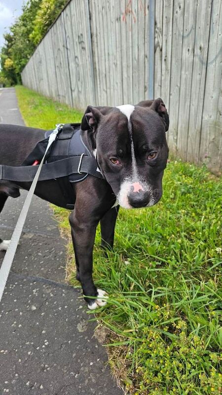 American Bully Looking for a Loving Home - Image 3 of 3