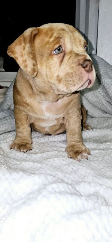 American bully micro/pocket puppy for SALE in Leigh, Greater Manchester