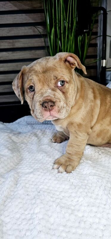 American bully micro/pocket puppy for SALE in Leigh, Greater Manchester | Image 2