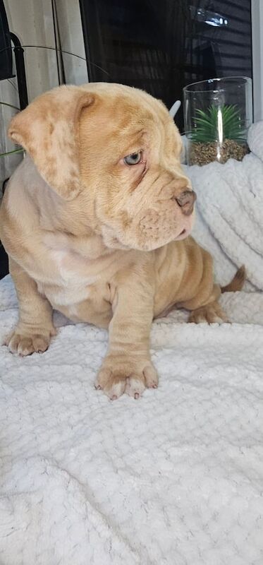 American bully micro/pocket puppy for SALE in Leigh, Greater Manchester | Image 3
