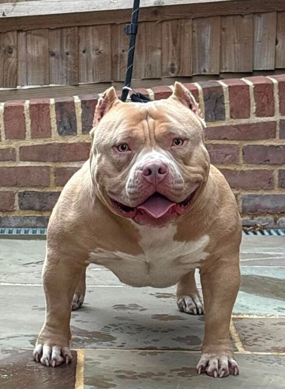 American Bully Pocket