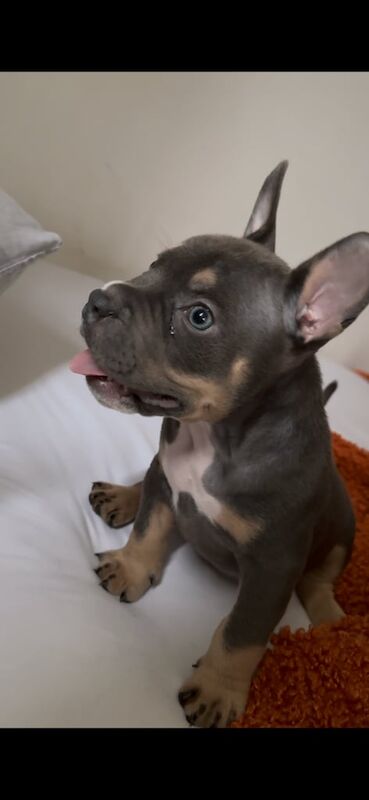 American Bulldog puppies for sale in Stevenage, Hertfordshire – 7 months old - Image 1 of 3