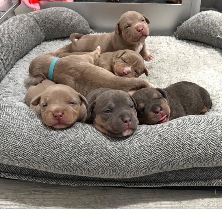 American Bully Pocket for sale in Leytonstone, Greater London