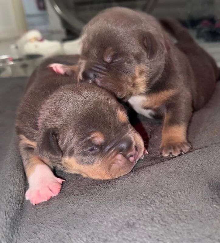 American Bully Pocket for sale in Leytonstone, Greater London | Image 2