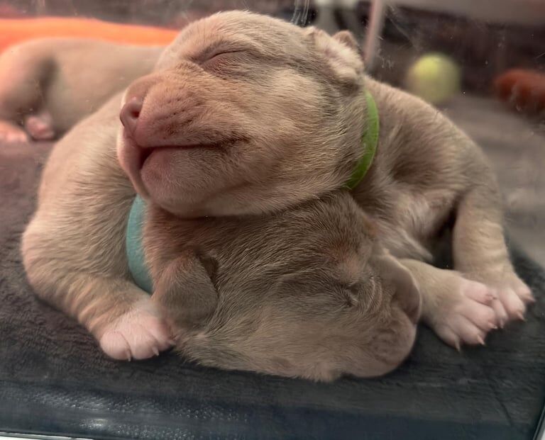American Bully Pocket for sale in Leytonstone, Greater London | Image 3
