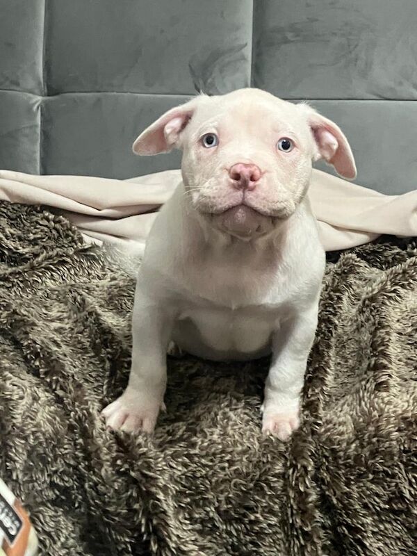 American Bully Pocket for sale in Banbury, Oxfordshire