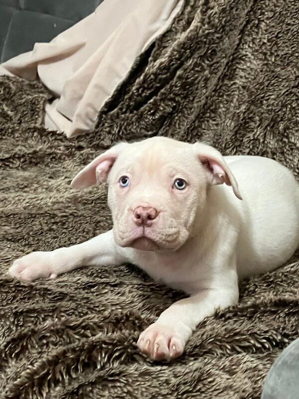 American Bully Pocket for sale in Banbury, Oxfordshire | Image 2