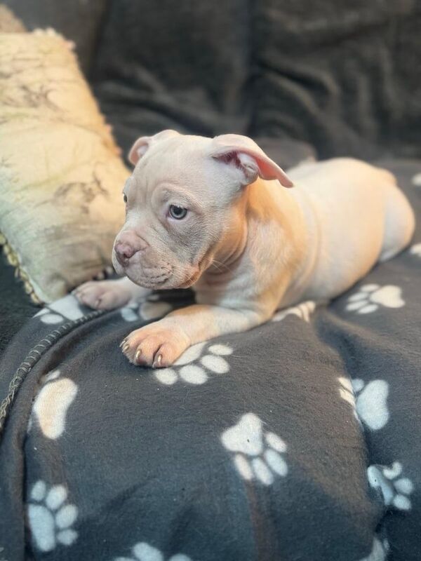 American Bully Pocket for sale in Banbury, Oxfordshire | Image 3