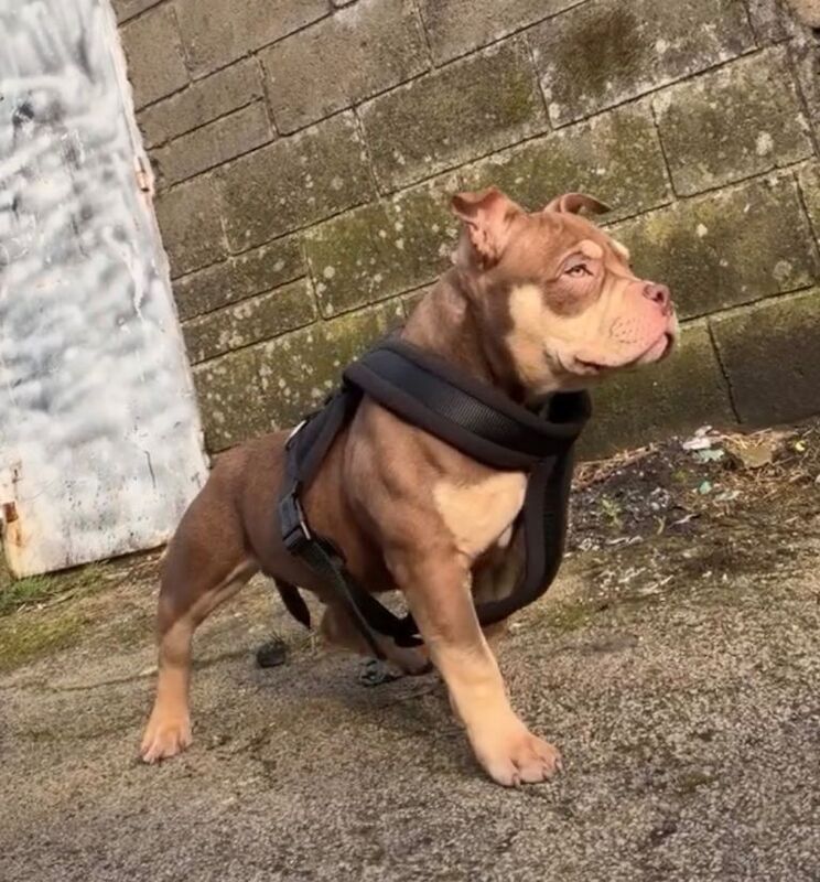 American Bully Puppies For Sale