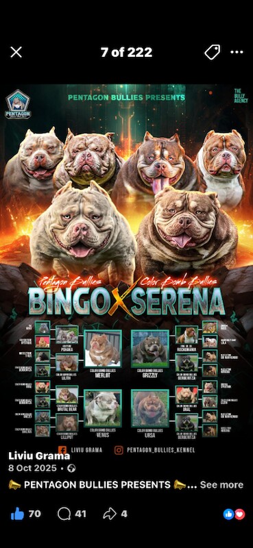 American bully Pocket - Image 2 of 5