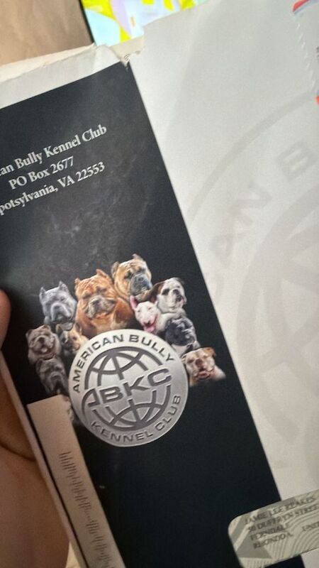 American bully Pocket - Image 3 of 5