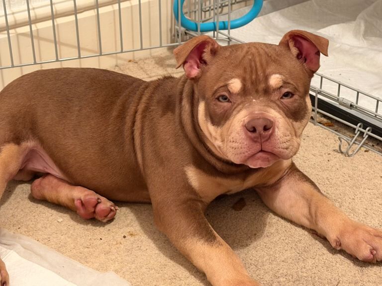 American bully Pocket - Image 4 of 5