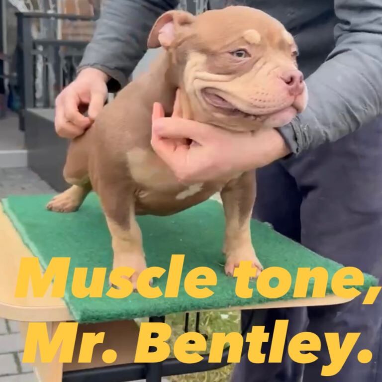 American bully Pocket - Image 5 of 5