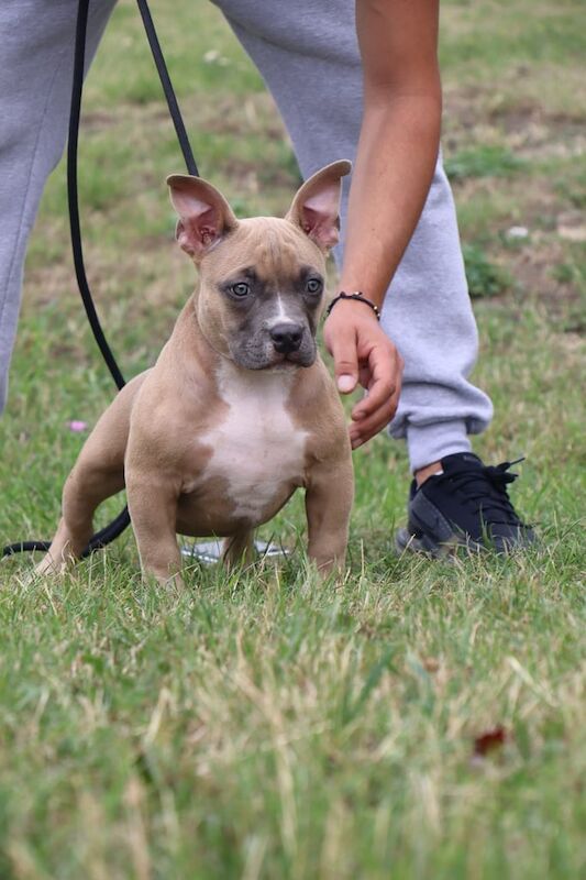 American Bulldog puppies for sale in Edmonton, Greater London – 3 months old