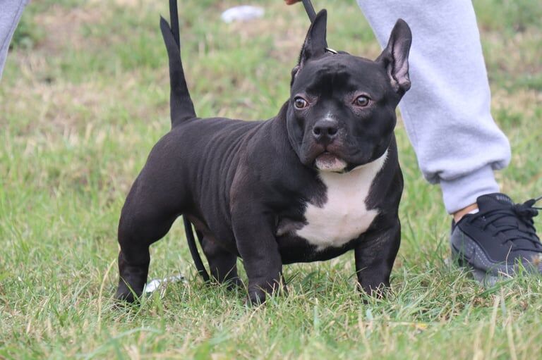 American Bulldog puppies for sale in Edmonton, Greater London – 3 months old - Image 2 of 3
