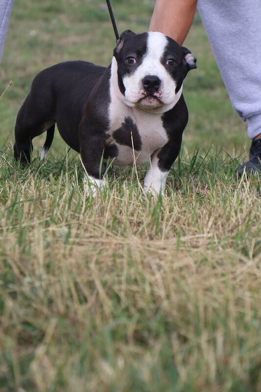 American Bulldog puppies for sale in Edmonton, Greater London – 3 months old - Image 3 of 3