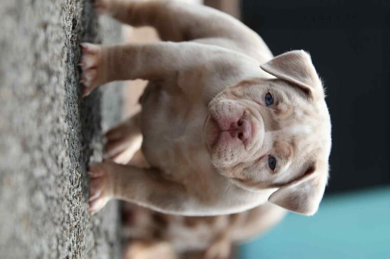 American Bulldog puppies for sale in Falkirk, Stirling and Falkirk – 8 weeks old