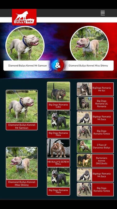 American Bulldog puppies for sale in Redbridge, Greater London – KC registered, 8 months old - Image 2 of 3