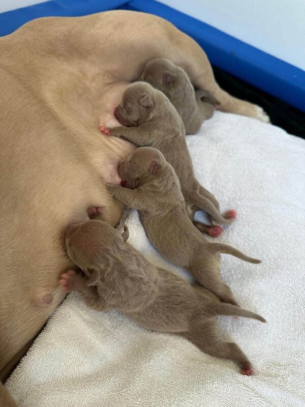 American Bulldog puppies for sale in Redbridge, Greater London – KC registered, 8 months old - Image 3 of 3