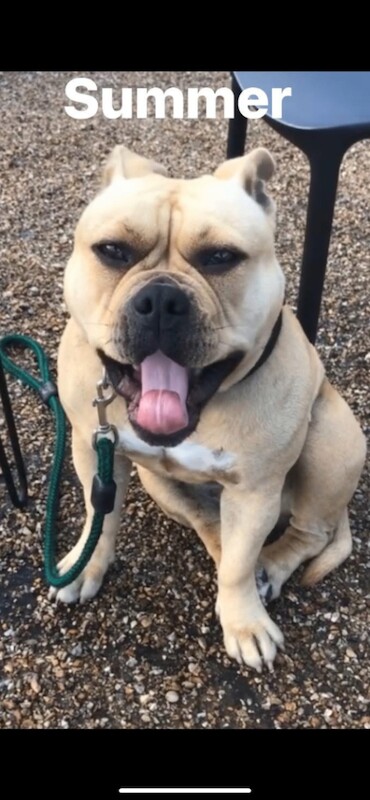 American bully pockets