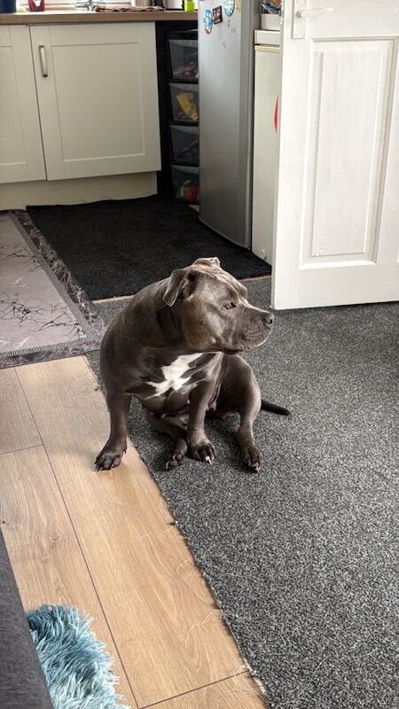 American Bulldog puppies for sale in Runcorn, Cheshire – 2 years old - Image 2 of 4
