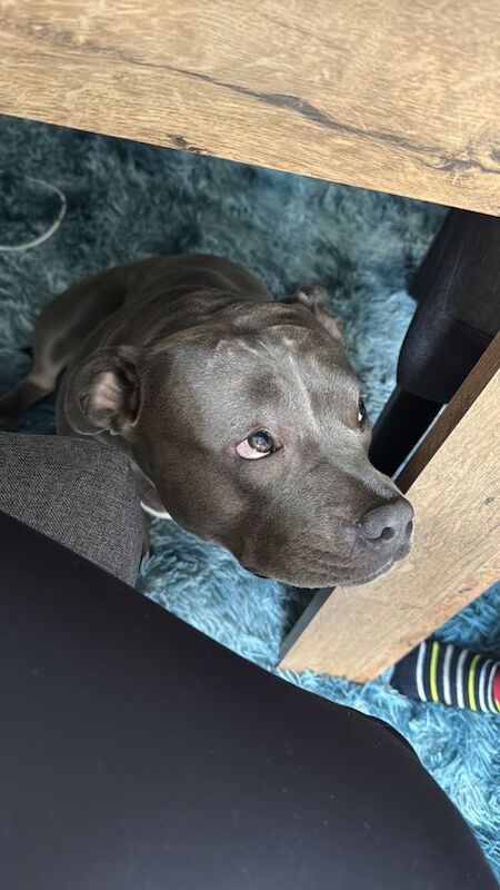 American Bulldog puppies for sale in Runcorn, Cheshire – 2 years old - Image 3 of 4