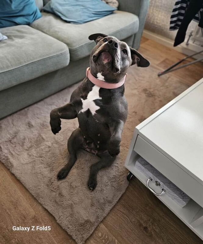 American Bulldog puppies for sale in Runcorn, Cheshire – 2 years old - Image 4 of 4