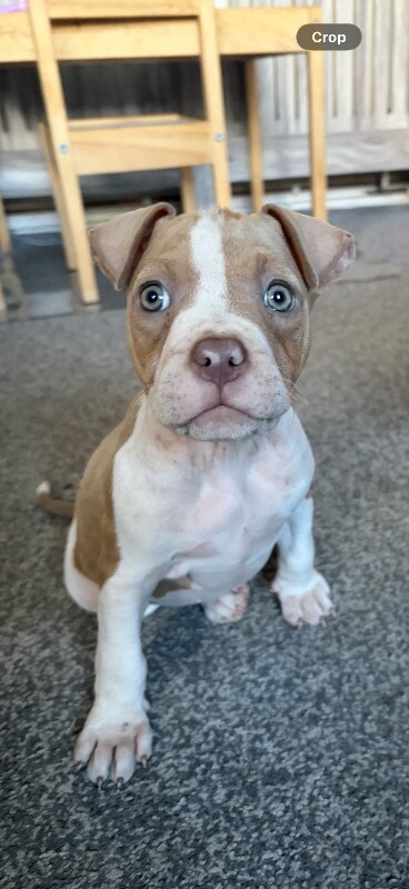 American Bulldog Puppies For Sale Under £1,000