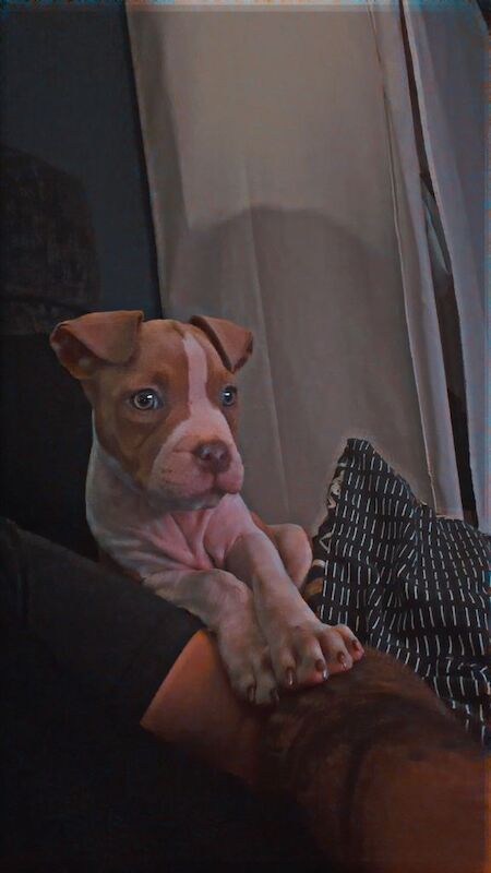 American bully pup - Image 2 of 5
