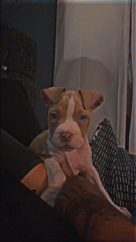 American bully pup - Image 3 of 5