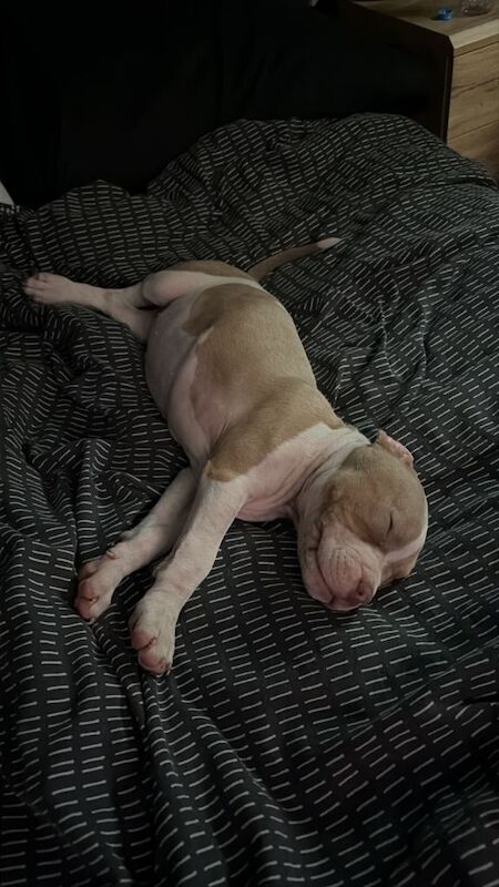American bully pup - Image 4 of 5