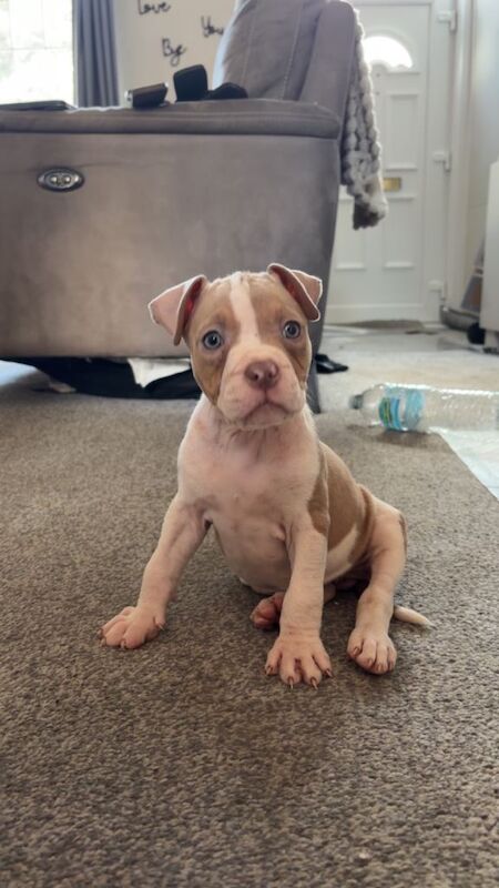 American bully pup - Image 5 of 5