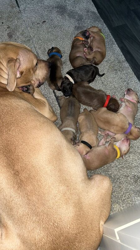 American Bulldog Puppies For Sale Under £1,000