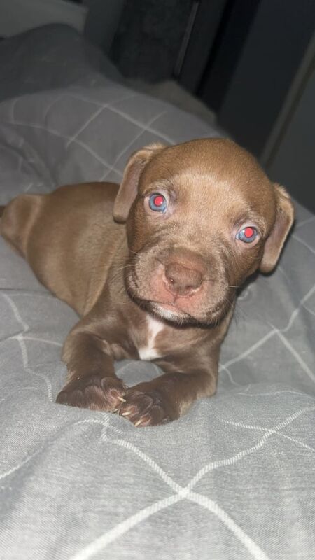 American Bully Puppies For Sale