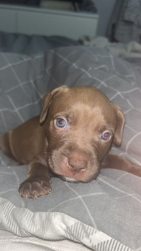 American Bulldog puppies for sale in Hazel Grove, Greater Manchester – 12 weeks old - Image 2 of 3