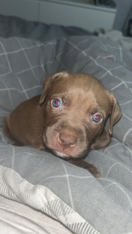 American Bulldog puppies for sale in Hazel Grove, Greater Manchester – 12 weeks old - Image 3 of 3