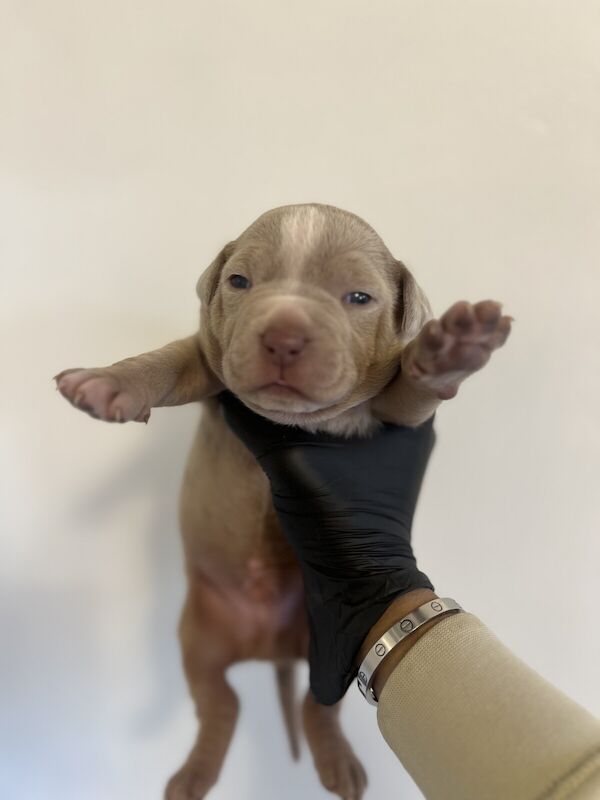 American Bulldog puppies for sale in Bradford, West Yorkshire – KC registered, 10 months old - Image 3 of 3