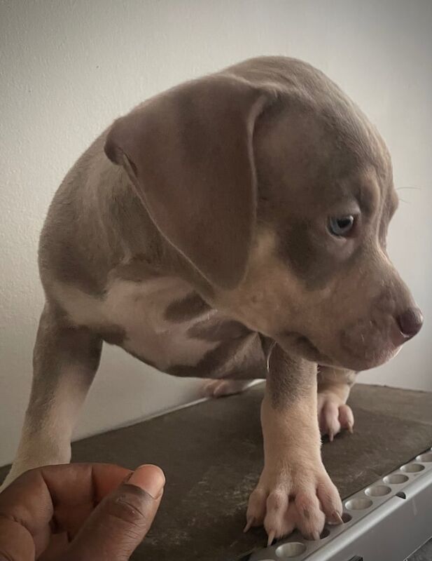 American Bulldog puppies for sale in Mitcham, Greater London – 7 weeks old